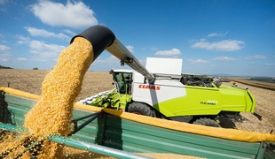 Уборка кукурузы: от созревания до хранения