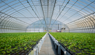 Промышленные теплицы: классификация, особенности и оборудование