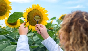 Масличные культуры: требования к выращиванию и оценка качества масличных