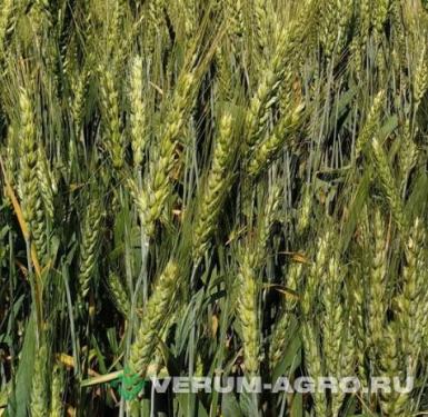 Семена пшеницы - Озимая пшеница «ВИКТОРИЯ ОДЕССКАЯ»