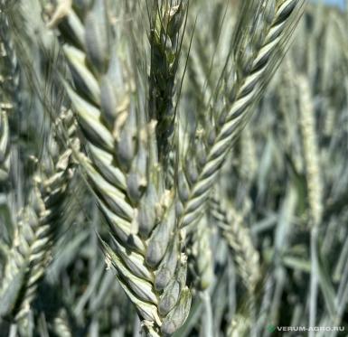 Семена тритикале - Семена тритикале озимой купить
Хлебороб