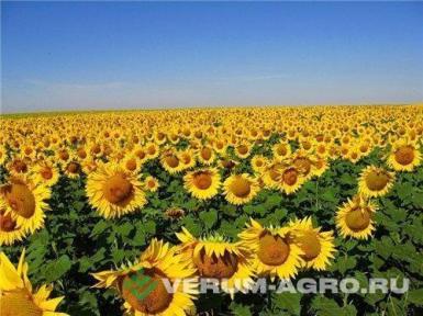 Семена подсолнечника - Семена гибрида подсолнечника Имми под евролайтинг