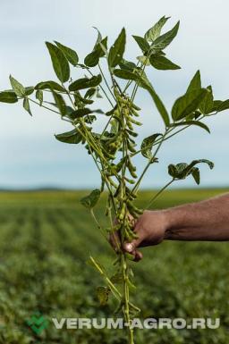 Семена сои - Китросса