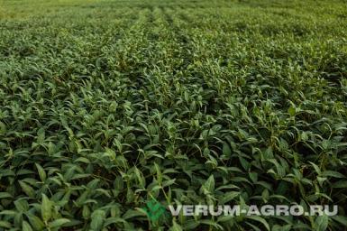 Семена сои - Китросса