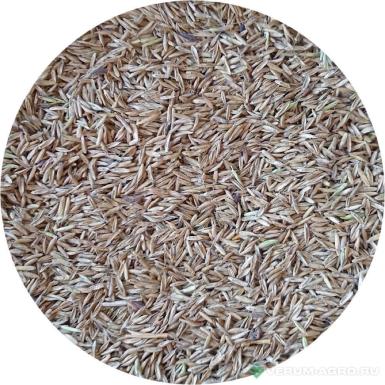 Семена кормовых трав - Райграс однолетний