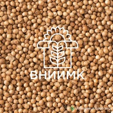 Семена рыжика - Семена кориандра ВНИИМК гибрид Алекссевский 413

