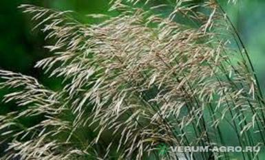 Семена кормовых трав - Семена кострец безостый Вегур