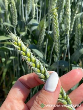 Семена пшеницы - Семена пшеницы озимой купить
Акапелла
Арсенал