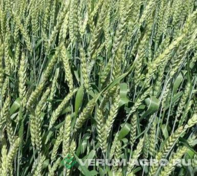 Семена пшеницы - Озимая пшеница «Таня»