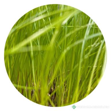 Семена кормовых трав - Травосмесь для заготовки кормов №3 ГрассМ+