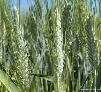 Семена пшеницы - Семена пшеницы озимой твердой купить
Агат Донской