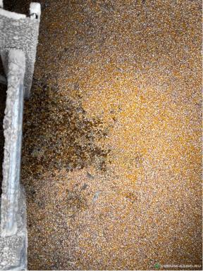 Прочее - БАЗУ-РУСЬ Система вентиляции подкровельного пространства силоса - правильное решение при хранении зерна