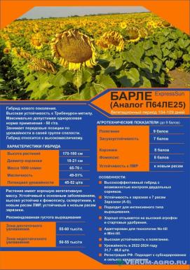 Семена подсолнечника - Семена подсолнечника Барле аналог П64ЛЕ25