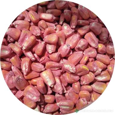 Семена кукурузы - Семена кукурузы, Краснодарский 194 МВ F1