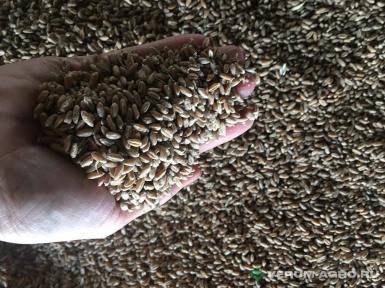 Семена пшеницы - Семена озимой пшеницы сорт Краса Дона 