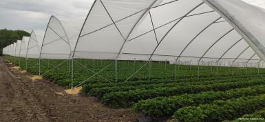 Теплицы - ХОЗАГРО-МС Ягодный туннель ТЯ-09 (ЯГОДА-1) 