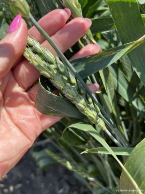 Семена пшеницы - Семена озимой пшеницы Победа 75