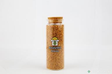 Семена сурепицы - Семена сурепицы озимой ВНИИМК сорт Любава