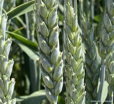 Семена пшеницы - Семена пшеницы озимой купить
Алексеич
Ахмат