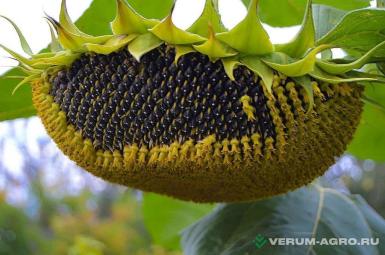 Семена подсолнечника - Семена сорта подсолнечника Скормас элита