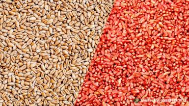 Микроудобрения - ACTIVE-Семена