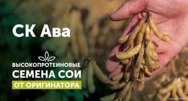 Семена сои - СК Ава семена сои 