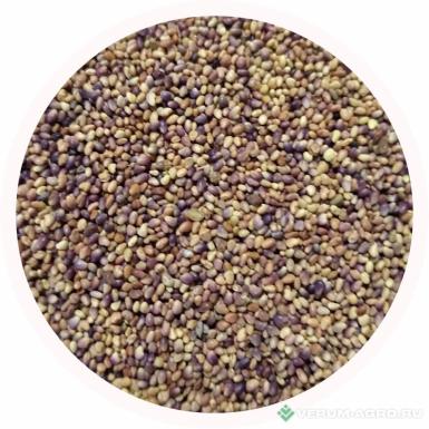 Семена клевера - Клевер луговой