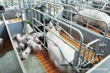 Прочее - БИГ ДАЧМЕН Технологическое оборудование для свинокомплекса 