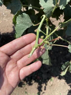 Прочее - СИРИУС-М T-1000SRS/LLA чеканочная машина