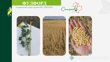 Семена сои - Семена сои сорт Фулфорд