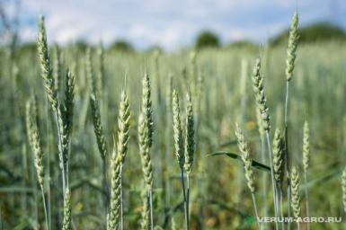 Семена пшеницы - Семена озимой пшеницы, отгрузка в любой регион