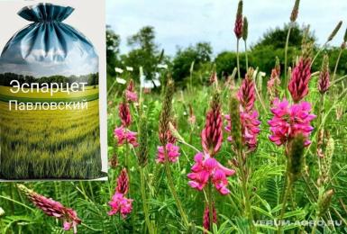 Семена эспарцета - Эспарцет семена Павловский РС1 