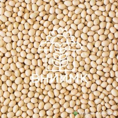 Семена сои - Семена сои ВНИИМК сорт Зара