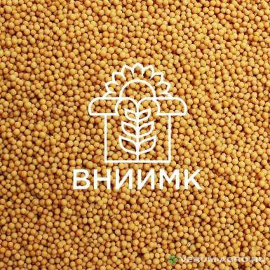 Семена горчицы - Семена яровой горчицы ВНИИМК сорт АЛИСА
