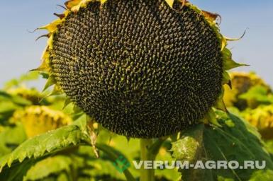 Семена подсолнечника - Семена гибрида подсолнечника Сурус под Экспресс