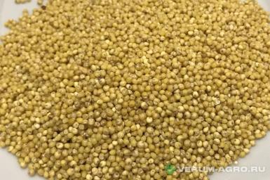 Семена просо - Семена просо Саратовское желтое