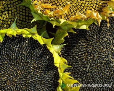 Семена подсолнечника - Семена гибрида подсолнечника Клип под евролайтинг