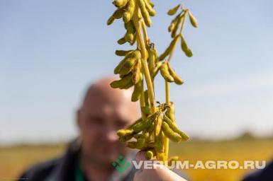 Семена сои - Хабаровский юбиляр 
