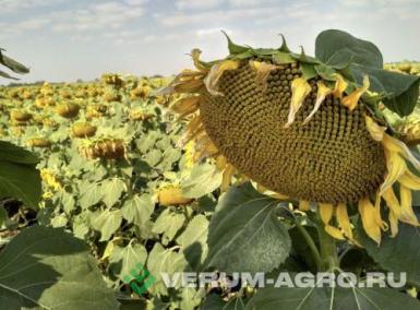 Семена подсолнечника - Семена сорта подсолнечника Казачий 