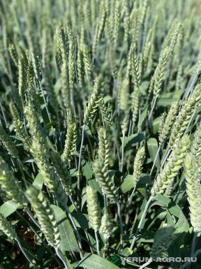 Семена пшеницы - Семена пшеницы яровой твердой