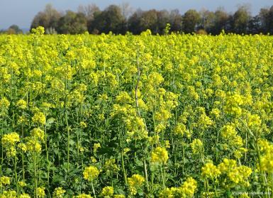 Семена горчицы - Горчица желтая Сарептская