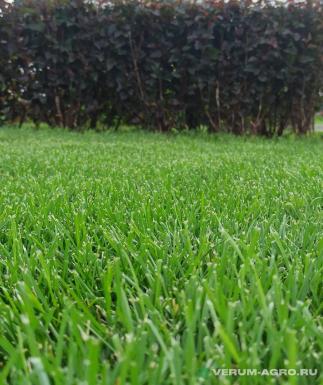 Семена газонной травы - Мятлик луговой «Балин» РС1