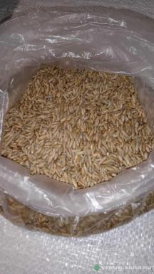 Семена ржи - Рожь озимая сорт Татьяна