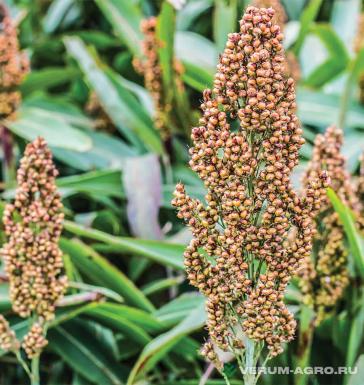Семена сорго - Семена сорго 