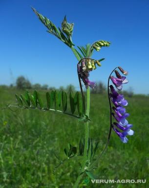 Семена вики - Семена вики озимой