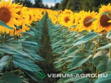 Семена подсолнечника - Семена подсолнечника сортового