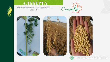 Семена сои - Семена сои сорт Альберта