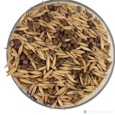 Семена вики - Вико-овсяная смесь 