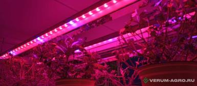 Освещение - ТЕХНОЛОГИИ СВЕТА Светодиодный облучатель серии TL-AGRO FARM 