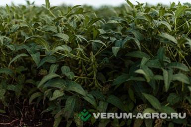 Семена сои - Марината